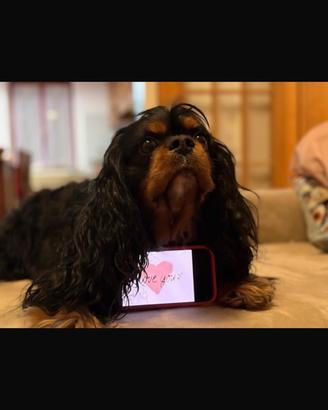 Cavalier king per cucciolate