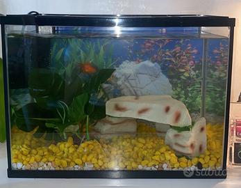 Acquario pesci rossi