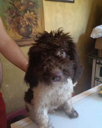 Cucciolo di Lagotto, bicolore