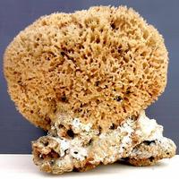 GRANDE SPUGNA DI MARE rara da collezione