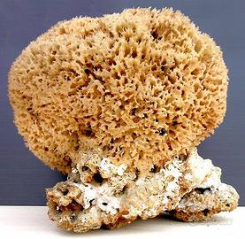 GRANDE SPUGNA DI MARE rara da collezione