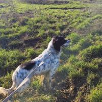 Setter inglese maschio con pedegree