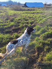 Setter inglese maschio con pedegree