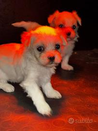 Cuccioli maltese toy