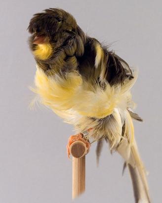 Canarini AGI