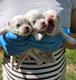 Maltese taglia piccola