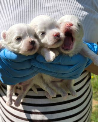 Maltese taglia piccola