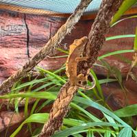 2 Baby Geco ciliatus (6 settimane)