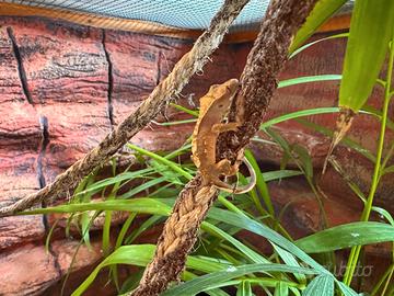 2 Baby Geco ciliatus (6 settimane)