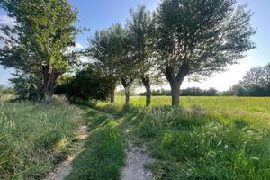 TER. AGRICOLO A CAPANNORI