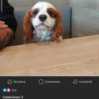 Monta Cavalier King Blenheim - Alta Genealogia