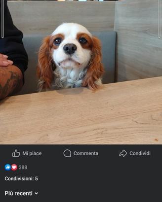 Monta Cavalier King Blenheim - Alta Genealogia
