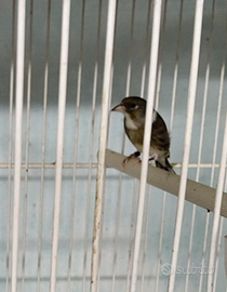 Cardellini incardellati ibridi