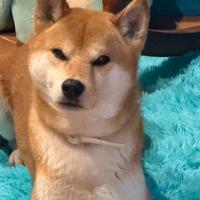 Cuccioli di shiba inu