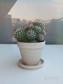 Cactus - Mammillaria Bombycina