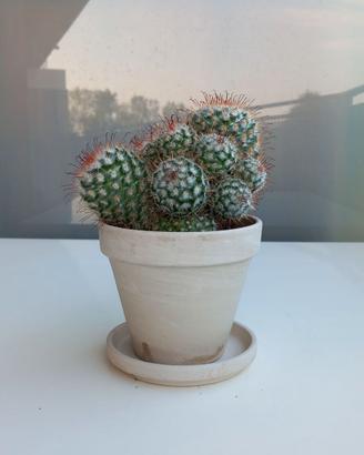 Cactus - Mammillaria Bombycina