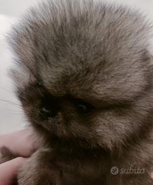 Spitz di Pomerania nano