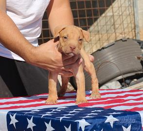 Pitbull UKC M