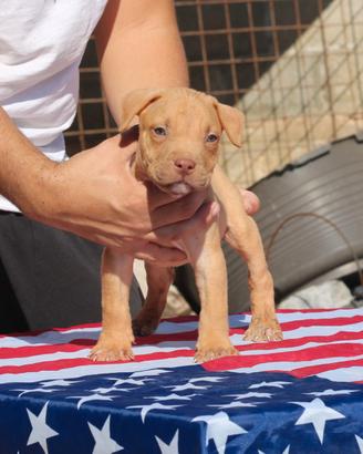 Pitbull UKC M
