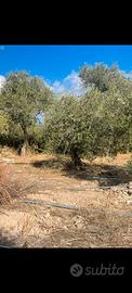 Oliveto in produzione