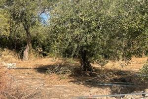 Oliveto in produzione