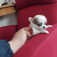 Chihuahua toy