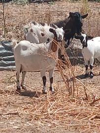 Coppia di caprete nane tibetane