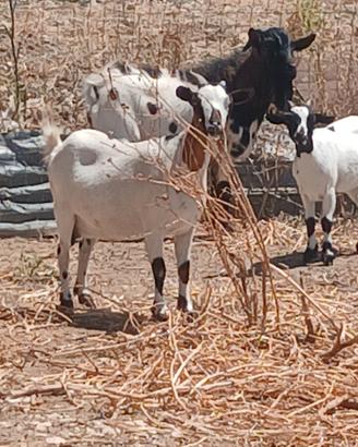 Coppia di caprete nane tibetane