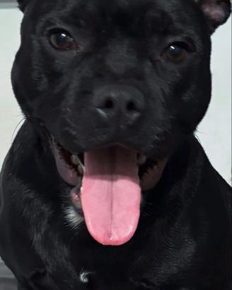 Staffordshire bull terrier stallone