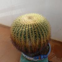 Cactus echinocactus grusonii