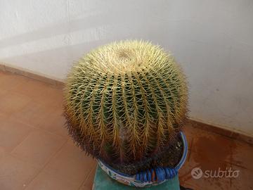 Cactus echinocactus grusonii