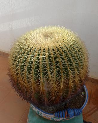 Cactus echinocactus grusonii