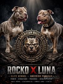 American bully xl