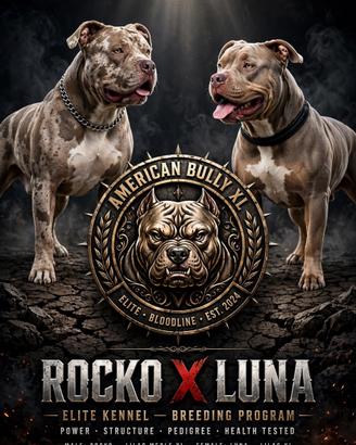 American bully xl