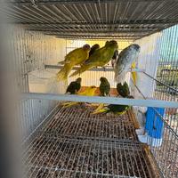 Pappagalli Kakariki in molte mutazioni