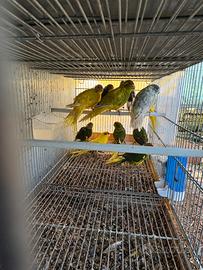 Pappagalli Kakariki in molte mutazioni