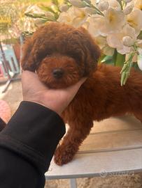 Barboncino Toy al limite red brown