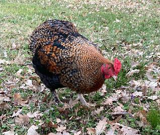 Gallo