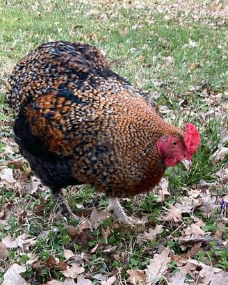 Gallo