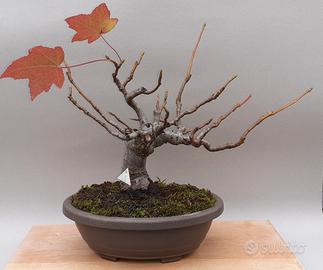 bonsai shohin di Liquidambar