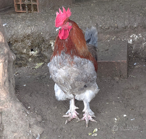 Gallo marans