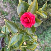 Camelia altezza 68 in vaso da 30 cm.