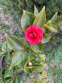 Camelia altezza 68 in vaso da 30 cm.