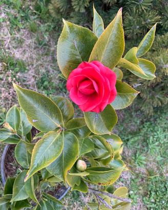 Camelia altezza 68 in vaso da 30 cm.