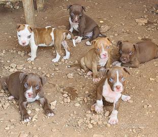 Pitbull red nose