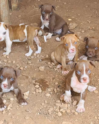 Pitbull red nose