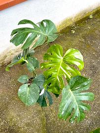 Monstera thai constellation