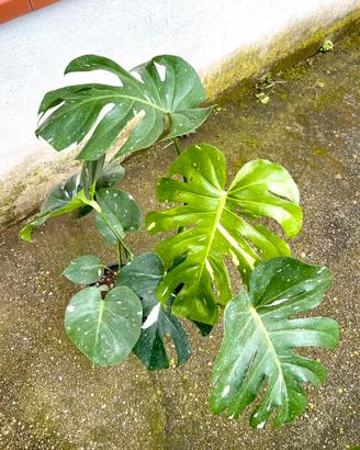 Monstera thai constellation