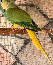 Parrocchetto dal collare