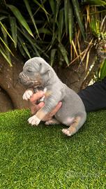 Pitbull tricolor e blue